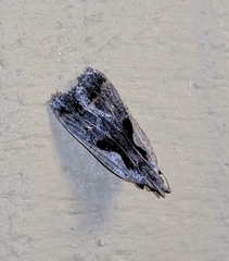 Dichomeris bilobella