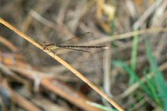 Argia sedula