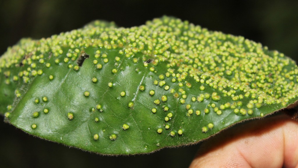 Underwood Gall Mite