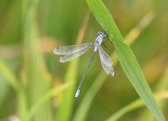 Lestes unguiculatus