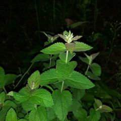 Eupatorium cordigerum