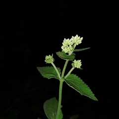 Eupatorium cordigerum