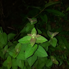 Eupatorium cordigerum