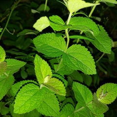 Eupatorium cordigerum