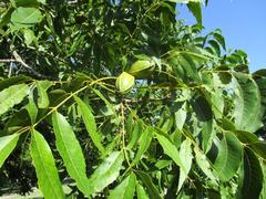 Carya illinoinensis