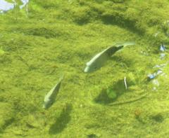 Herichthys cyanoguttatus