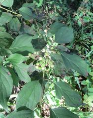 Cornus drummondii