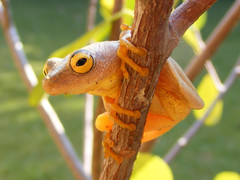 Hyperolius tuberilinguis