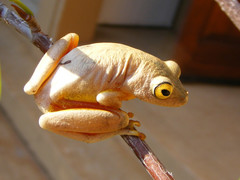 Hyperolius tuberilinguis