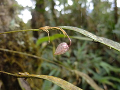 Pleurothallis pulvinaris