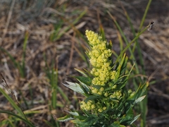 Artemisia suksdorfii