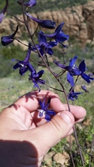 Delphinium patens