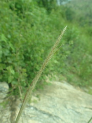 Muhlenbergia alopecuroides