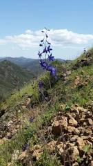 Delphinium patens