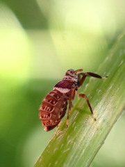 Pissonotus