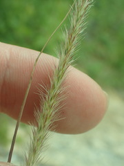 Muhlenbergia alopecuroides