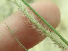 Muhlenbergia alopecuroides