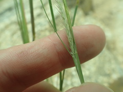 Muhlenbergia alopecuroides