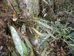 Pleurothallis pulvinaris