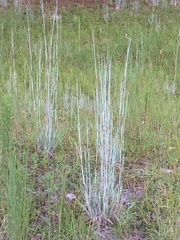 Andropogon capillipes