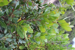 Searsia lucida lucida