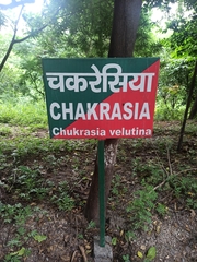 Chukrasia