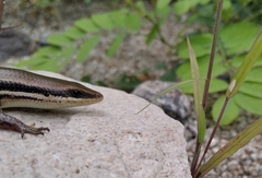 Marisora aquilonaria