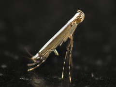 Gracillariinae