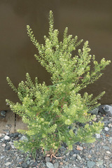 Lepidium ramosissimum
