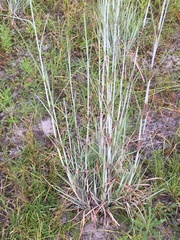 Andropogon capillipes