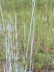 Andropogon capillipes