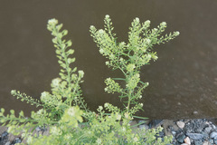 Lepidium ramosissimum