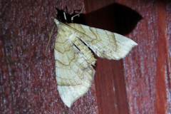Eulithis luteolata