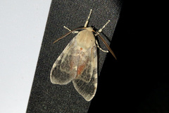 Pseudohemihyalea edwardsii