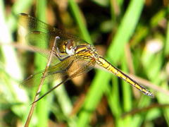 Trithemis dorsalis