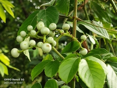 Causonis corniculata