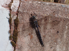 Aeshna interrupta