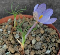 Syringodea longituba longituba