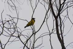Pachycephala fuliginosa