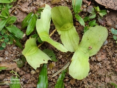 Terminalia calamansanai