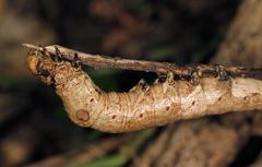 Erebus walkeri