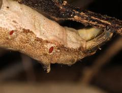 Erebus walkeri