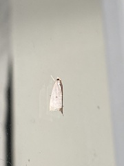 Argyria gonogramma