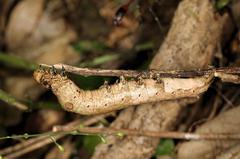 Erebus walkeri