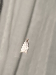 Argyria gonogramma