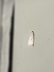 Argyria gonogramma