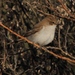 Thornveld Marico Flycatcher - Photo (c) Tony Rebelo, some rights reserved (CC BY-SA), uploaded by Tony Rebelo