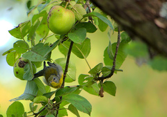 Setophaga americana image