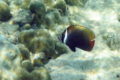Chaetodon collare