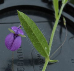 Psoralea asarina